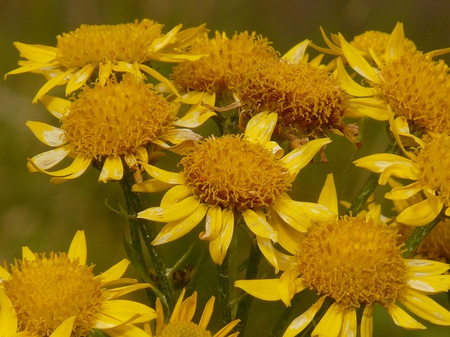 arnica flower.