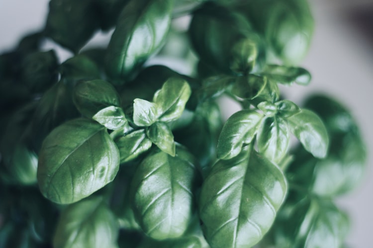 5 Mental Health Benefits of Holy Basil