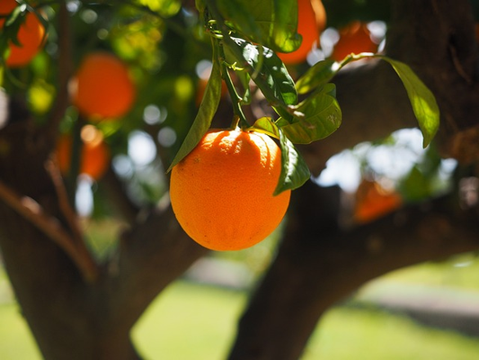 Unveiling Your Skin's New BFF: A Deep Dive into Vitamin C Oil