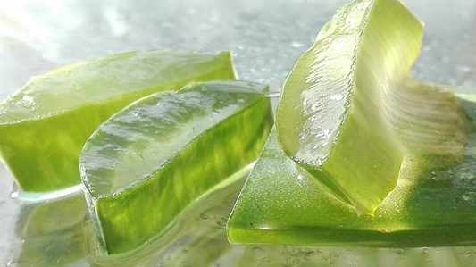 Aloe vera.
