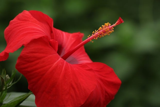 hibiscus flower.