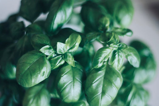 5 Mental Health Benefits of Holy Basil