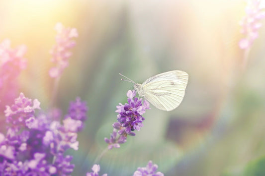 Rejuvenating Skin Cells Naturally-Is that Really Possible?