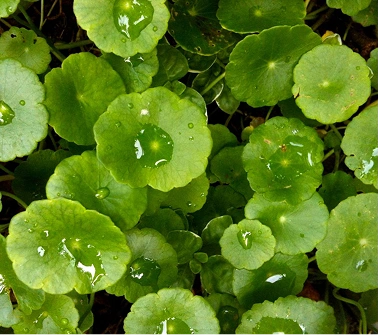 Gotu Kola