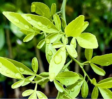 Citrus Stem