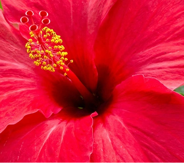 Hibiscus