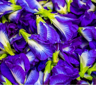 Blue Pea