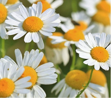 Chamomile