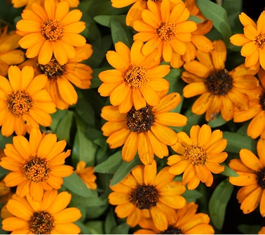Calendula