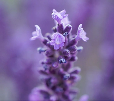 Lavender