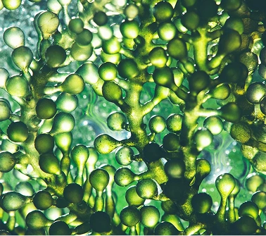 Algae Extract