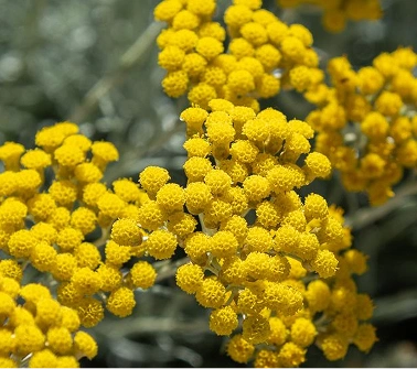 Helichrysum